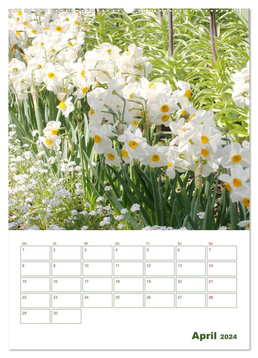 Weiße Blüten im Grünen (CALVENDO Wandkalender 2024)