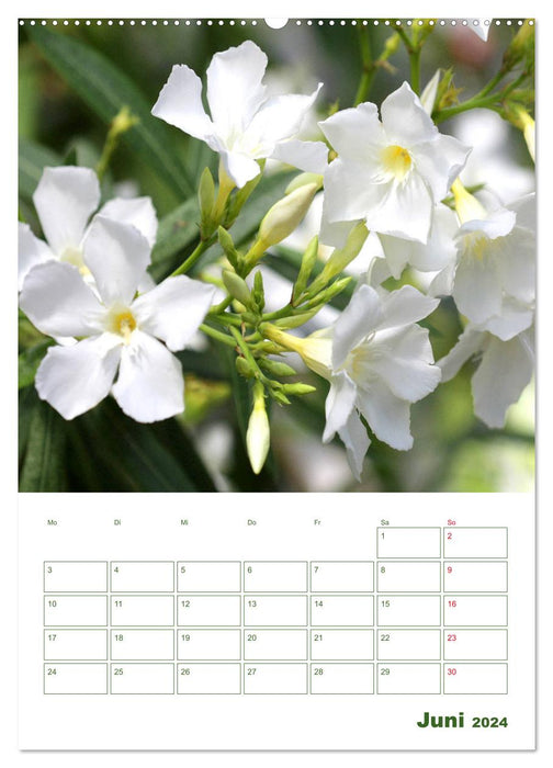 Weiße Blüten im Grünen (CALVENDO Wandkalender 2024)