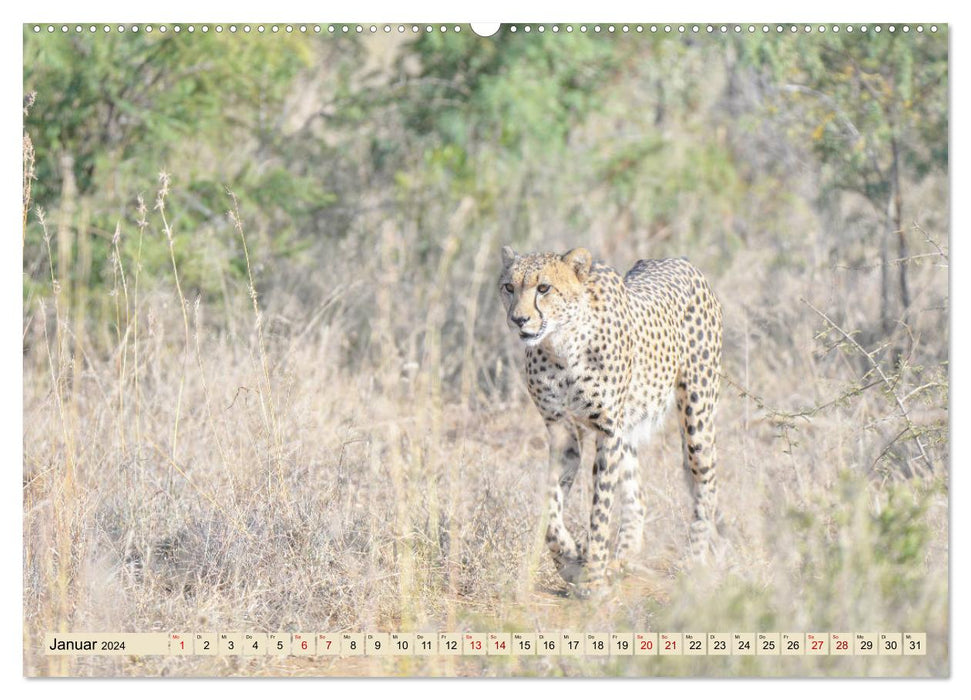 Cheetahs - fast hunters (CALVENDO Premium Wall Calendar 2024) 