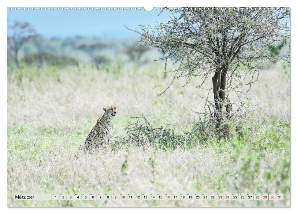 Geparden - schnelle Jäger (CALVENDO Premium Wandkalender 2024)