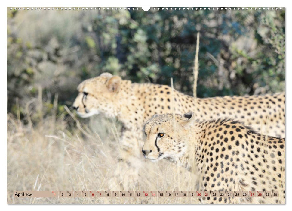 Cheetahs - fast hunters (CALVENDO Premium Wall Calendar 2024) 