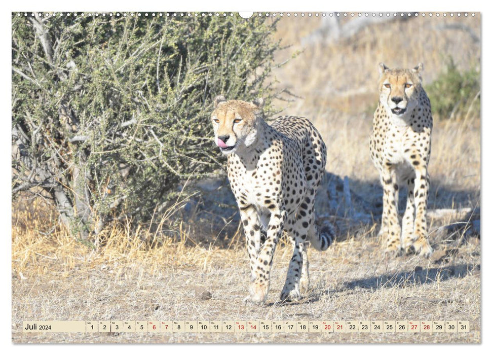 Geparden - schnelle Jäger (CALVENDO Premium Wandkalender 2024)