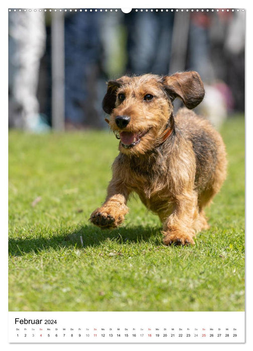 Dachshund Frenzy (CALVENDO Premium Wall Calendar 2024) 