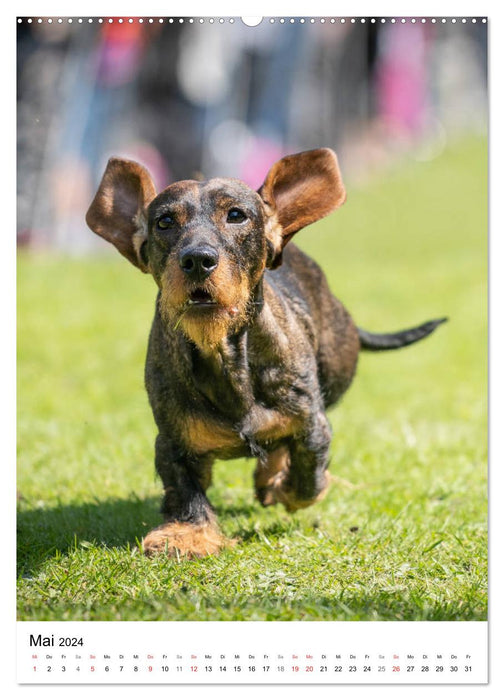 Dachshund Frenzy (CALVENDO Premium Wall Calendar 2024) 