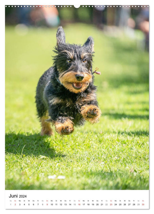 Dachshund Frenzy (CALVENDO Premium Wall Calendar 2024) 