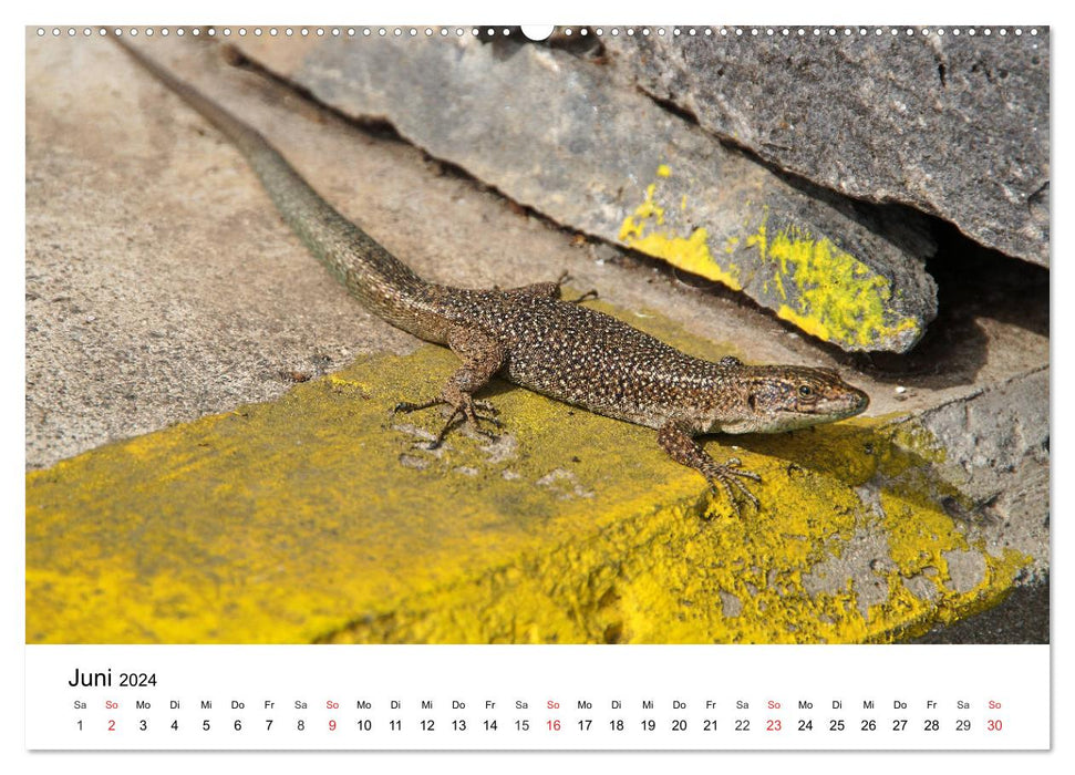 Madeira - Enchanting volcanic island in the Atlantic (CALVENDO Premium Wall Calendar 2024) 