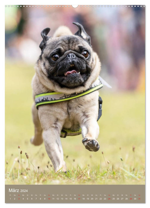 Pug Race (CALVENDO Premium Wall Calendar 2024) 