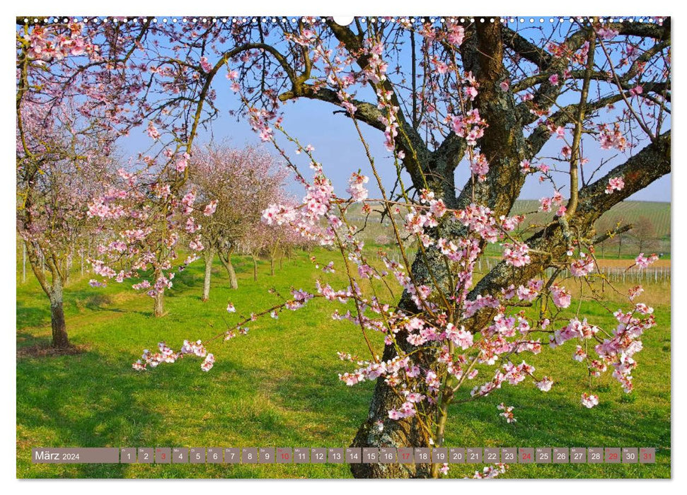 Palatinate Almond Path - The German Wine Route in pink (CALVENDO wall calendar 2024) 