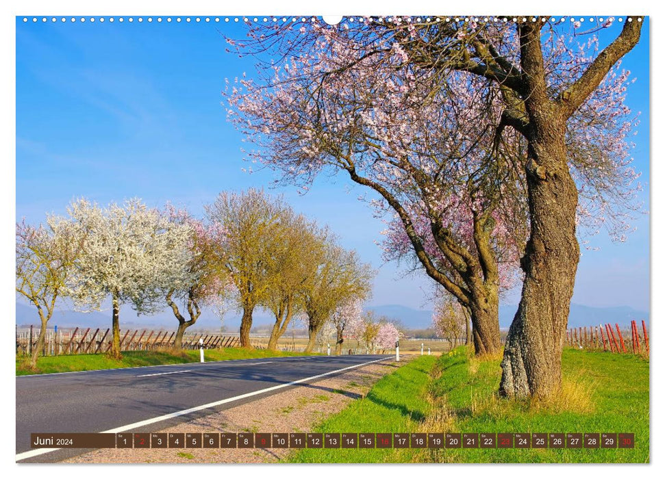 Palatinate Almond Path - The German Wine Route in pink (CALVENDO wall calendar 2024) 