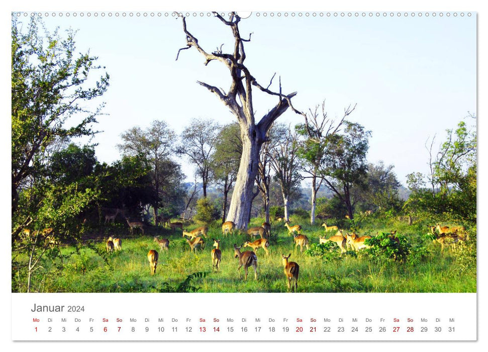 Safari / Africa (CALVENDO Premium Wall Calendar 2024) 