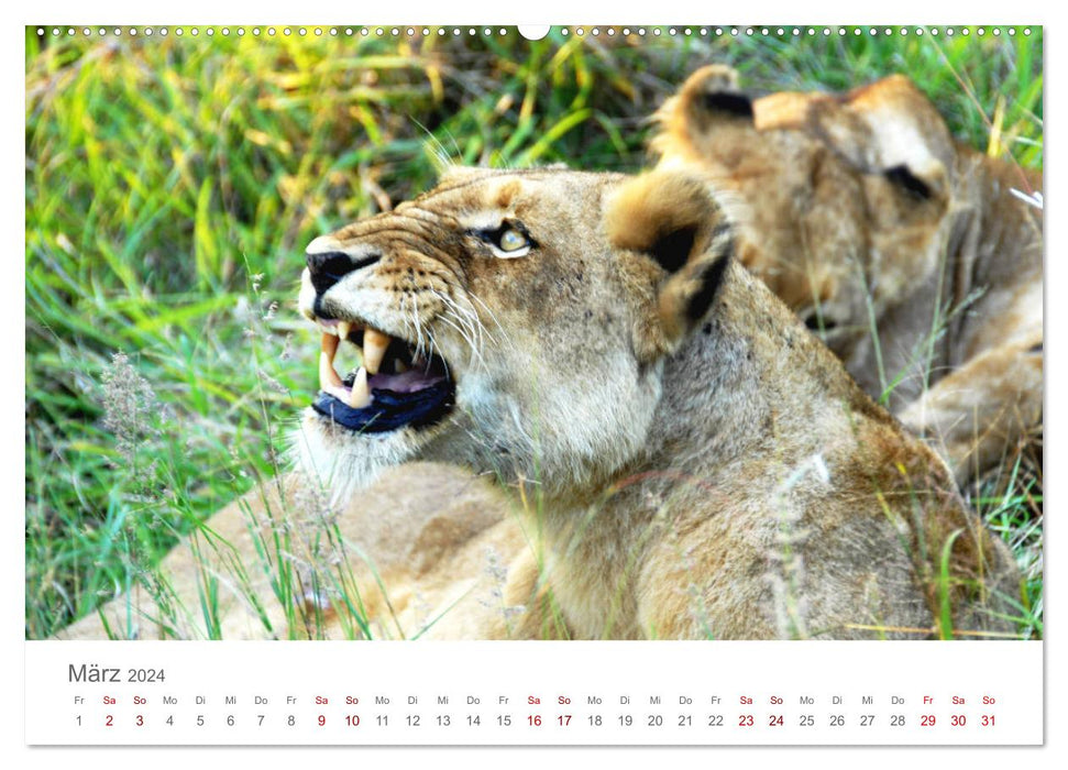 Safari / Afrika (CALVENDO Premium Wandkalender 2024)