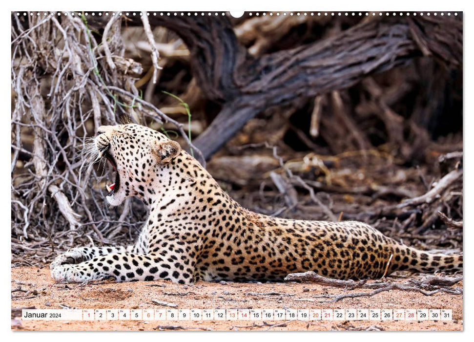 Fascination Kalahari (CALVENDO Premium Wall Calendar 2024) 