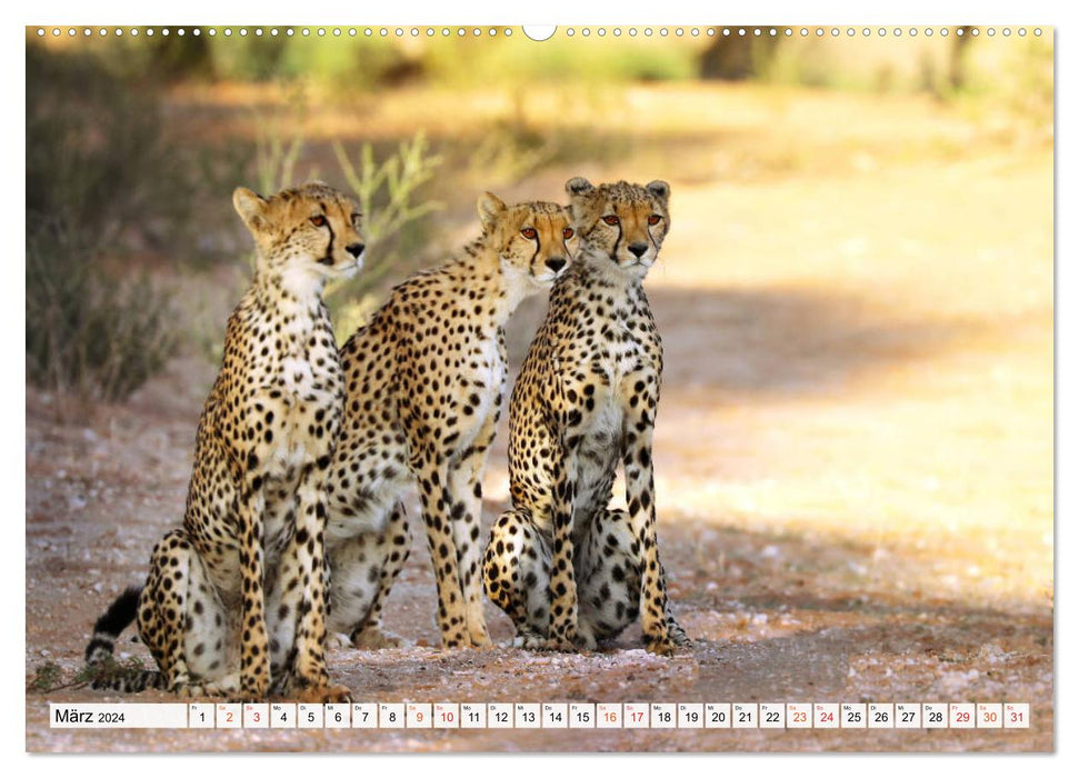 Faszination Kalahari (CALVENDO Premium Wandkalender 2024)