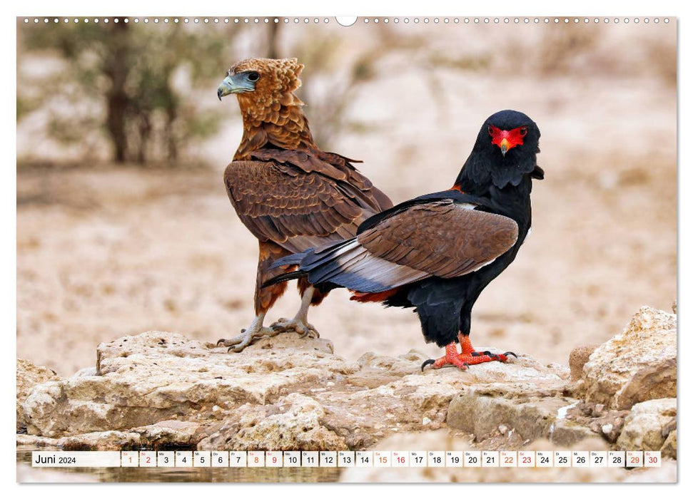 Fascination Kalahari (CALVENDO Premium Wall Calendar 2024) 