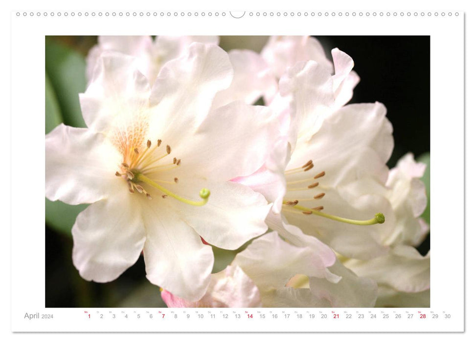 Azaleas and rhododendrons flower pictures (CALVENDO wall calendar 2024) 
