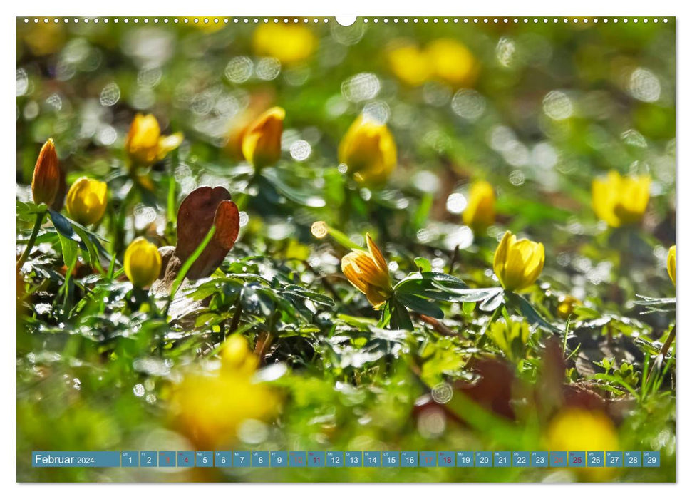 Magical Bokeh - Glittering World of Tiny Water Drops (CALVENDO Premium Wall Calendar 2024) 