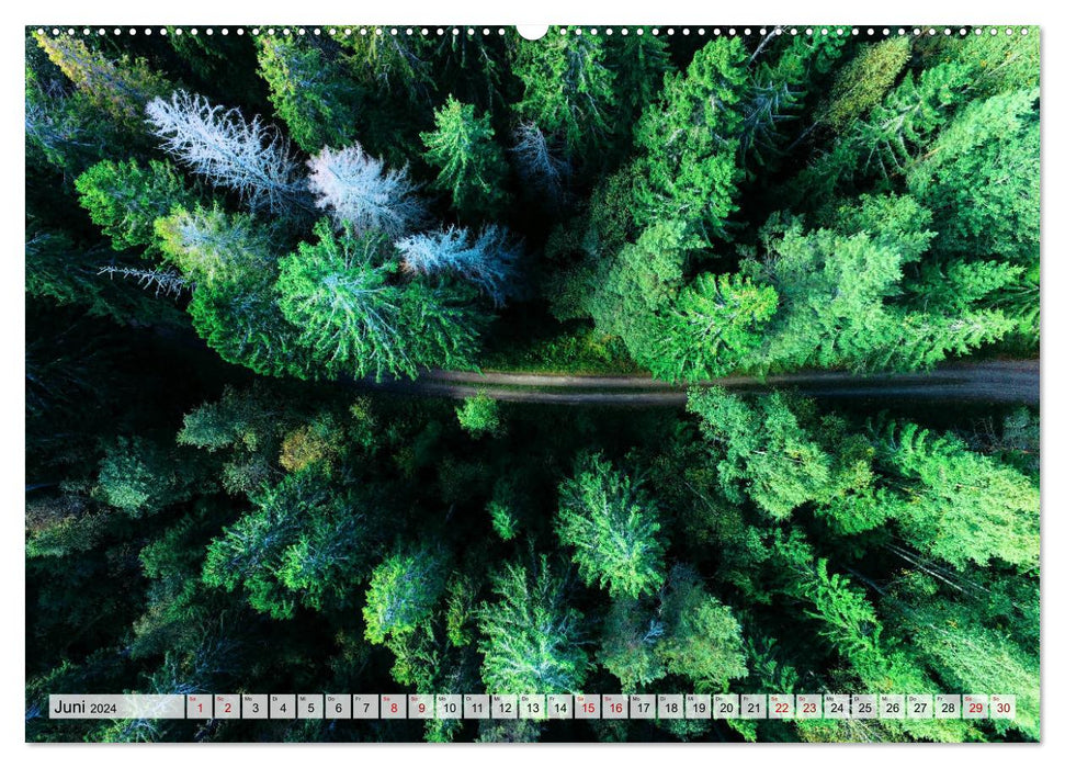 Forest - above the treetops (CALVENDO wall calendar 2024) 