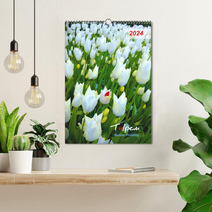 Tulpen. Bunter Frühling (CALVENDO Wandkalender 2024)