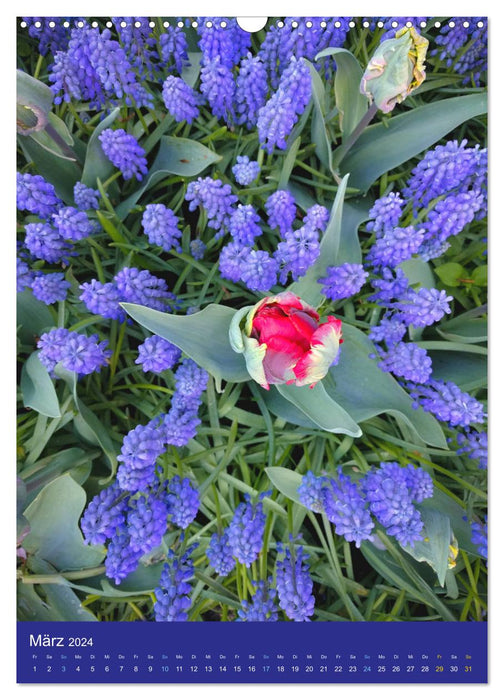 Tulpen. Bunter Frühling (CALVENDO Wandkalender 2024)