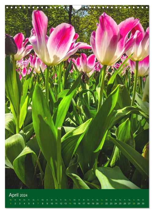 Tulips. Colorful spring (CALVENDO wall calendar 2024) 