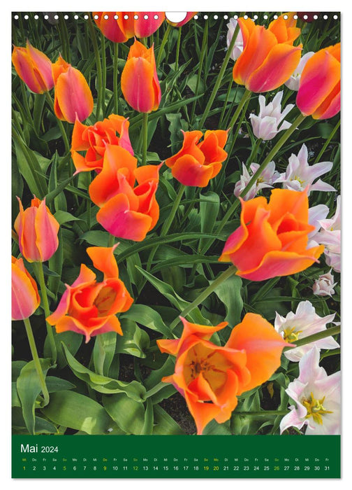 Tulpen. Bunter Frühling (CALVENDO Wandkalender 2024)