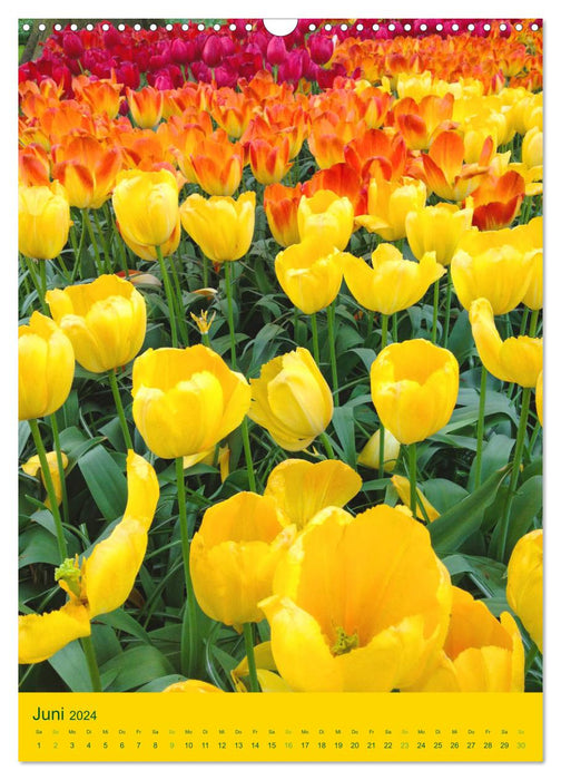 Tulpen. Bunter Frühling (CALVENDO Wandkalender 2024)