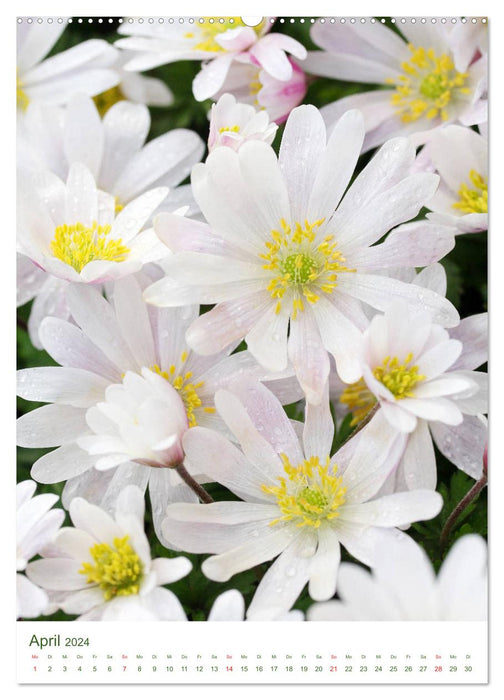 Bright white flower pictures (CALVENDO wall calendar 2024) 