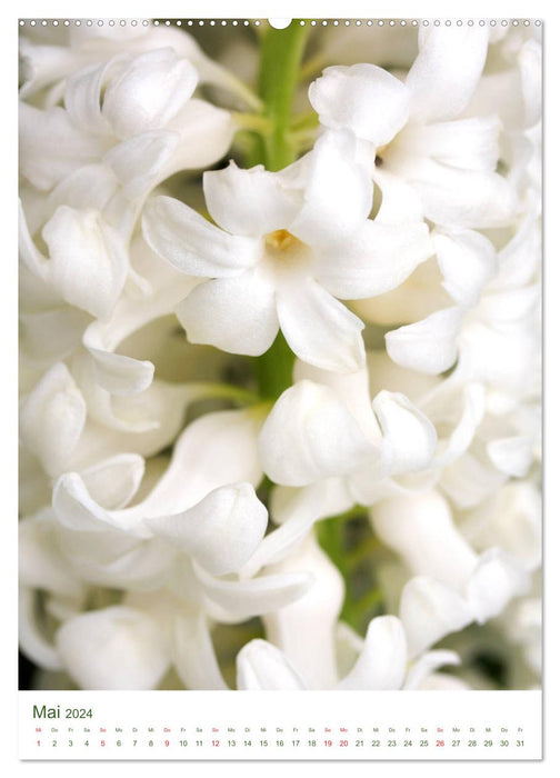 Bright white flower pictures (CALVENDO wall calendar 2024) 