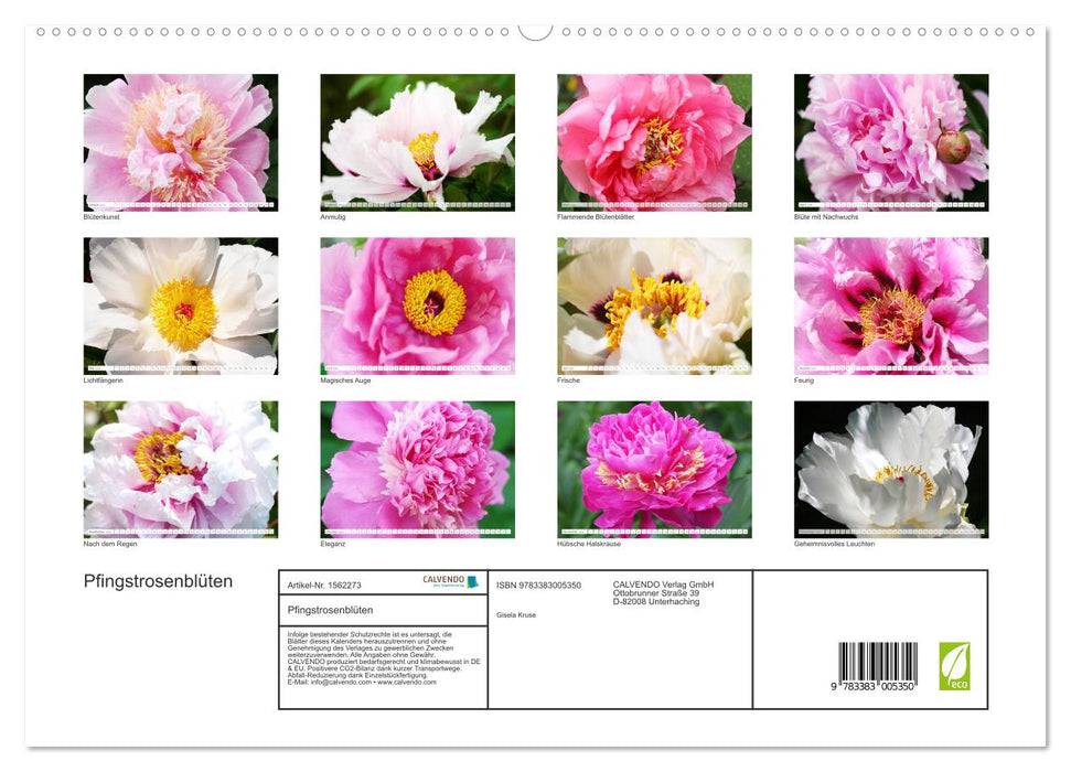 Peony blossoms (CALVENDO Premium Wall Calendar 2024) 