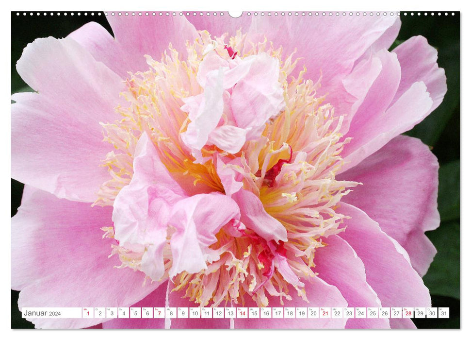 Pfingstrosenblüten (CALVENDO Premium Wandkalender 2024)