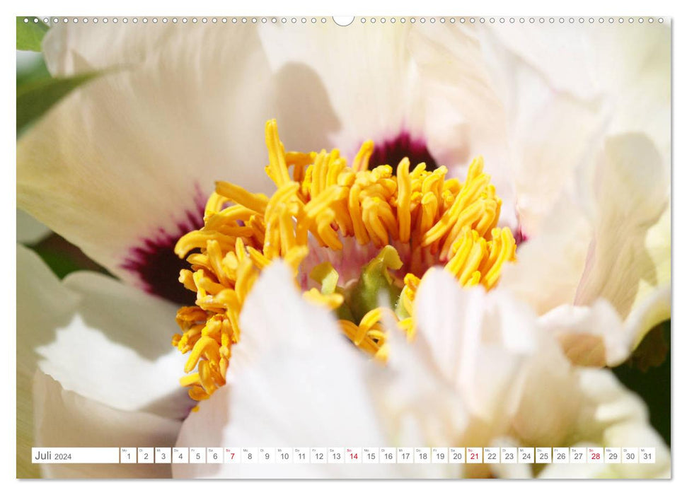Pfingstrosenblüten (CALVENDO Premium Wandkalender 2024)