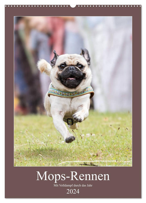 Pug race (CALVENDO wall calendar 2024) 