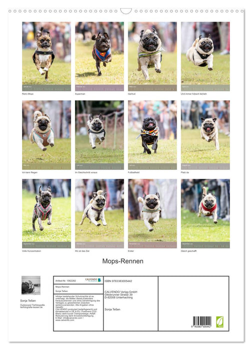 Pug race (CALVENDO wall calendar 2024) 