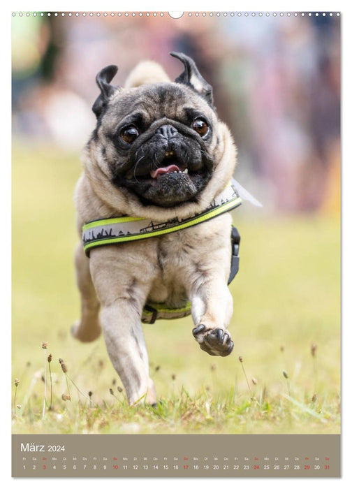 Pug race (CALVENDO wall calendar 2024) 