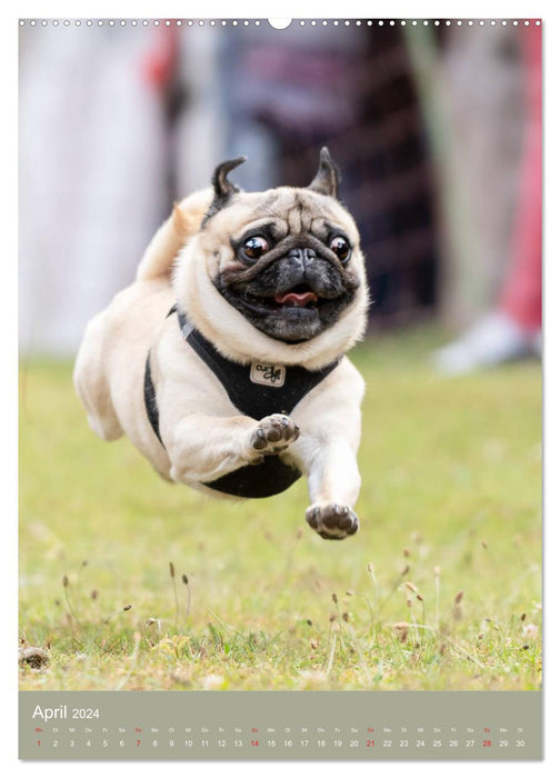 Pug race (CALVENDO wall calendar 2024) 