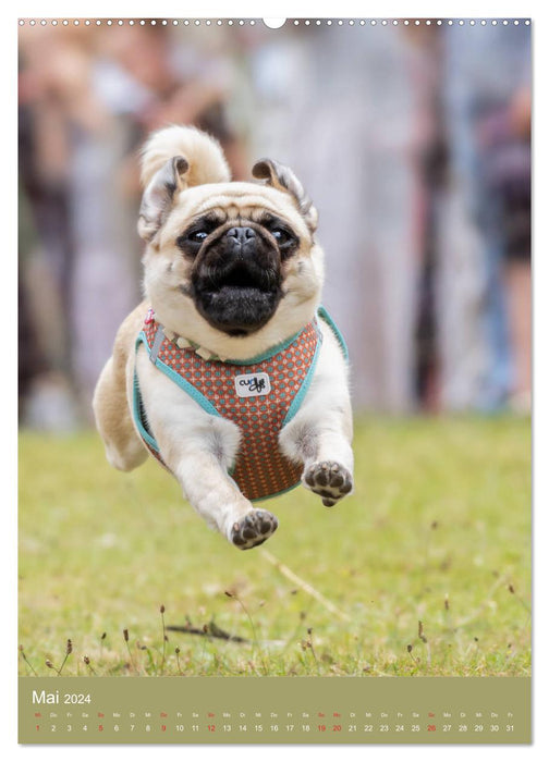 Pug race (CALVENDO wall calendar 2024) 