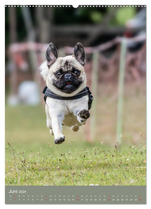 Pug race (CALVENDO wall calendar 2024) 