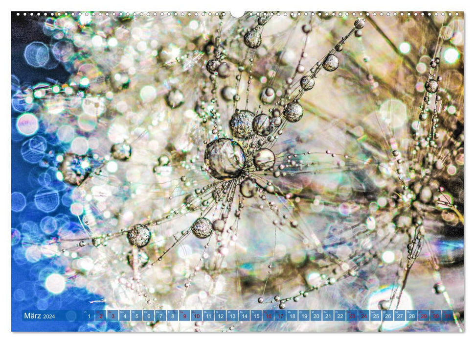 Dandelions in the morning dew (CALVENDO Premium Wall Calendar 2024) 