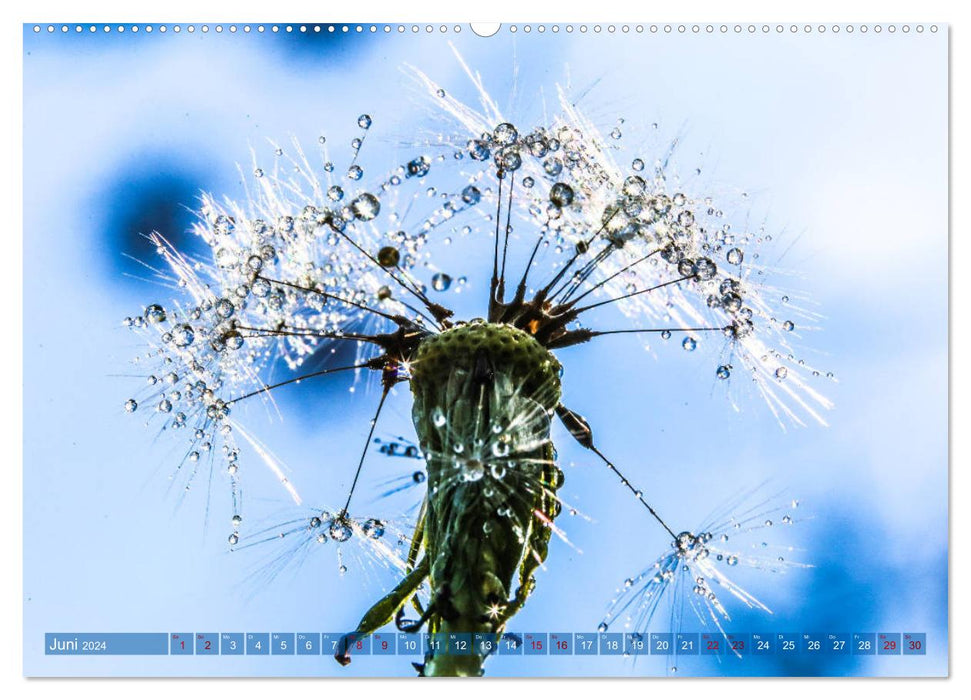 Dandelions in the morning dew (CALVENDO Premium Wall Calendar 2024) 