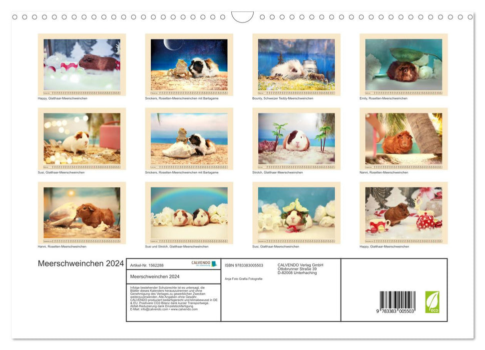 Guinea pigs 2024, little heartbreakers (CALVENDO wall calendar 2024) 