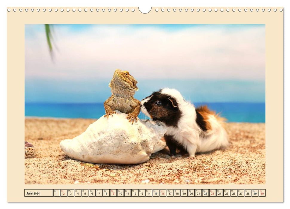 Guinea pigs 2024, little heartbreakers (CALVENDO wall calendar 2024) 