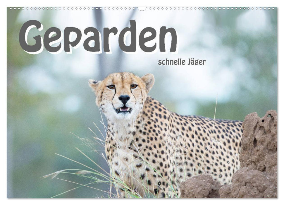 Geparden - schnelle Jäger (CALVENDO Wandkalender 2024)