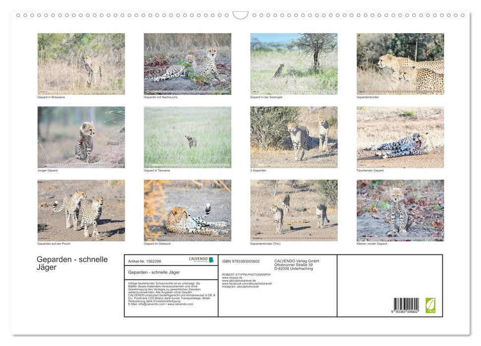 Cheetahs - fast hunters (CALVENDO wall calendar 2024) 