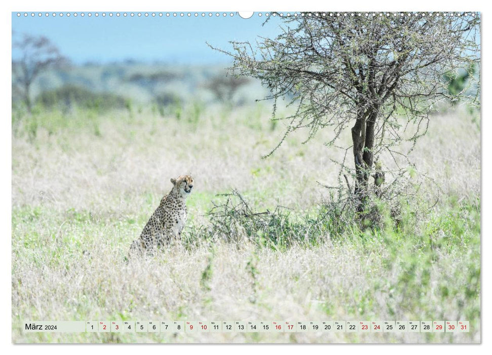 Geparden - schnelle Jäger (CALVENDO Wandkalender 2024)