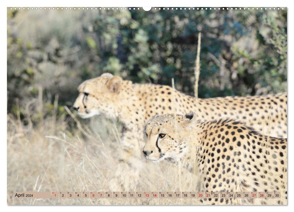 Cheetahs - fast hunters (CALVENDO wall calendar 2024) 