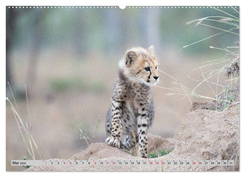 Cheetahs - fast hunters (CALVENDO wall calendar 2024) 