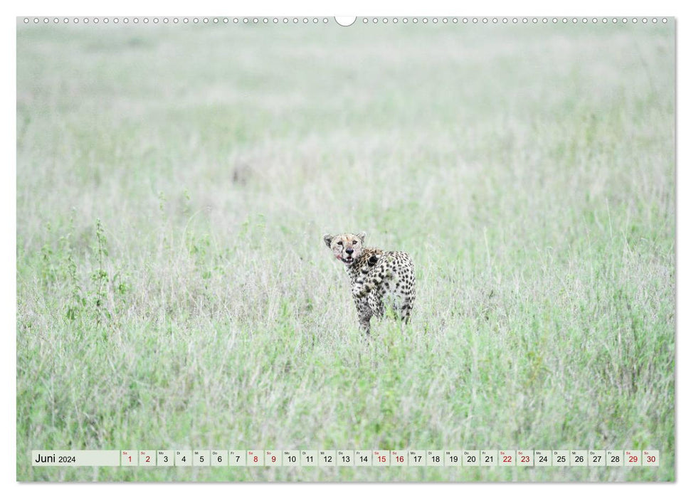 Geparden - schnelle Jäger (CALVENDO Wandkalender 2024)