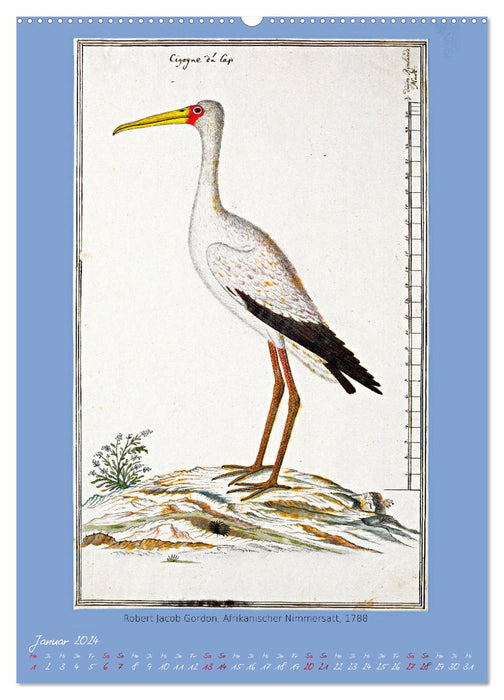 Vögel des südlichen Afrika (CALVENDO Premium Wandkalender 2024)