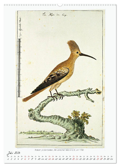 Oiseaux d'Afrique australe (Calvendo Premium Calendrier mural 2024) 