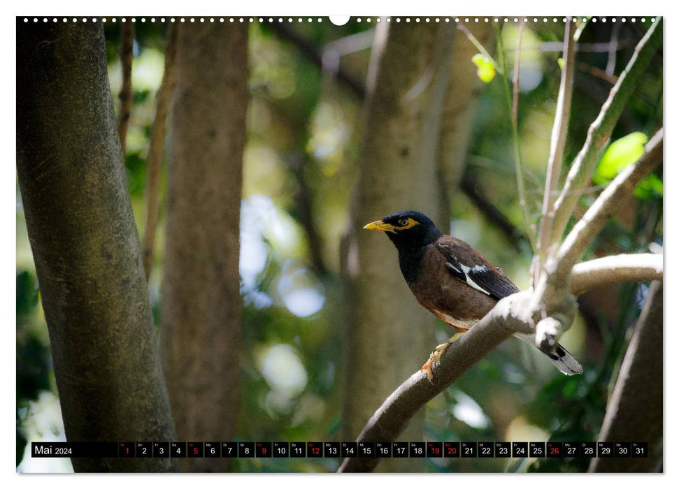 Metropolen der Welt - Melbourne (CALVENDO Premium Wandkalender 2024)